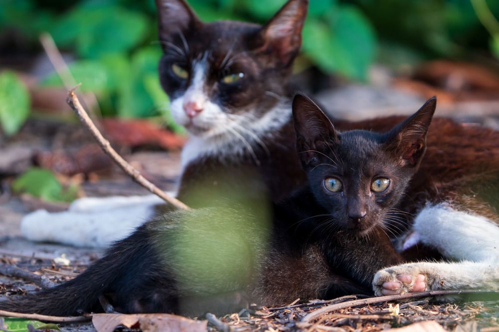 Photograph by Dey Sanjoy Kumar