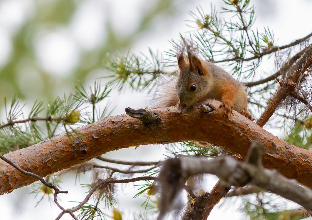 Photograph by Александр Бакин