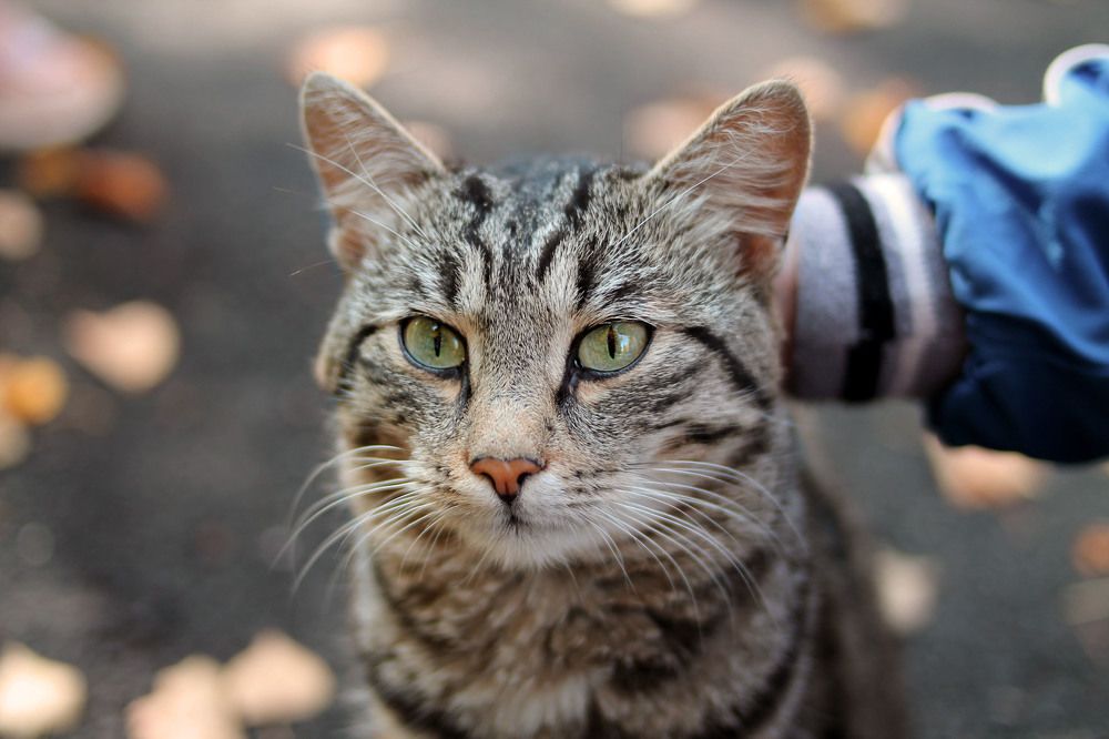 Photograph by Ирина Целовальникова