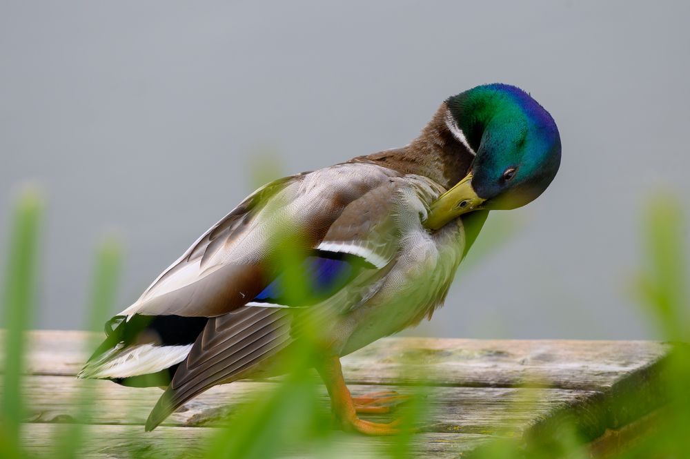 Photograph by Вячеслав Белов