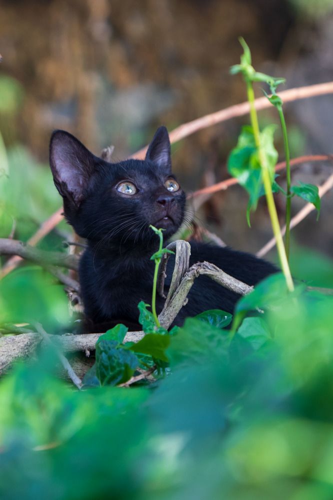 Photograph by Dey Sanjoy Kumar