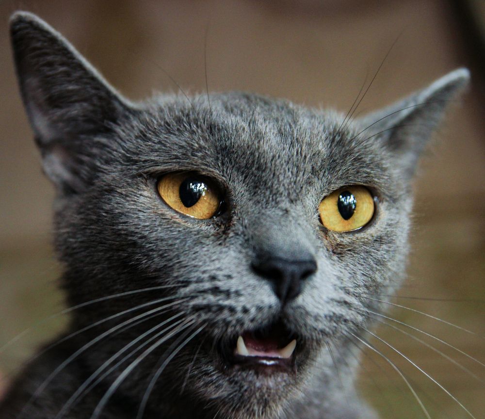 Photograph by Евгений Симион