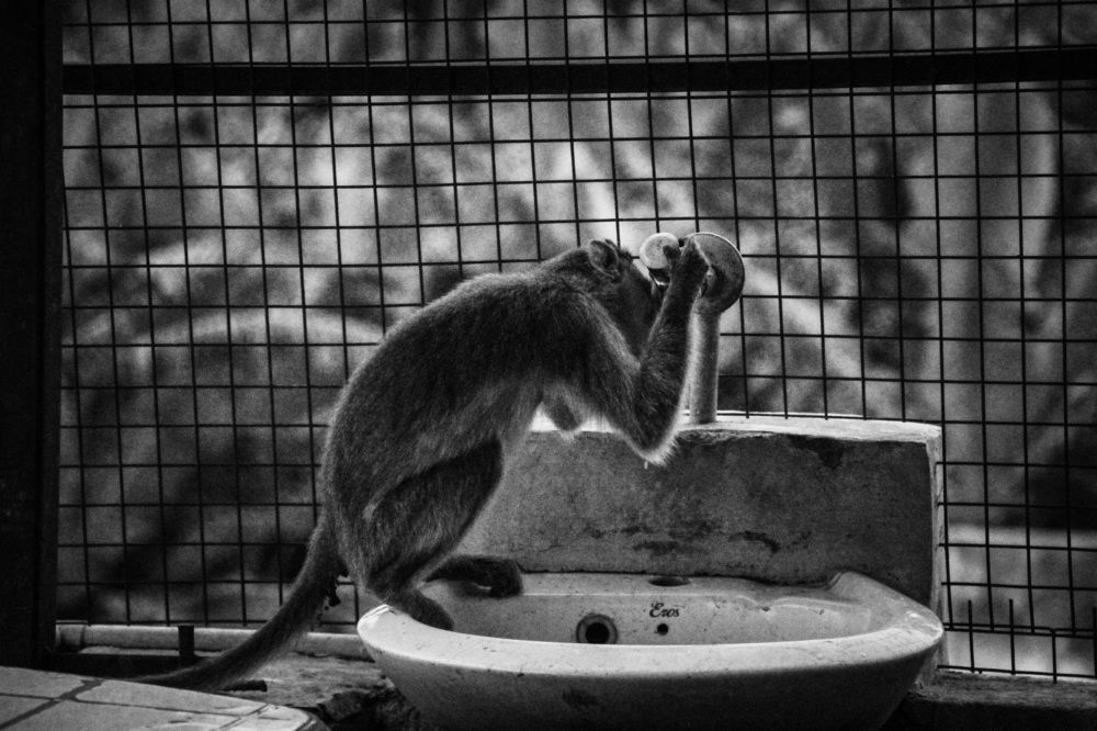 Save water save nature save animals