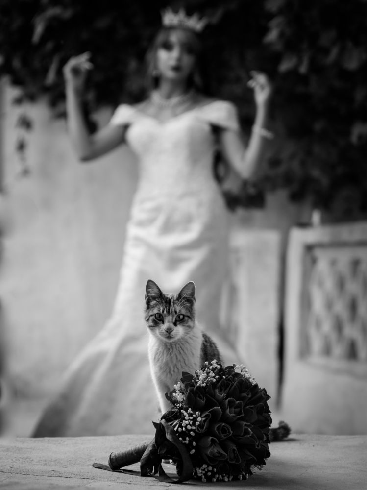 Photograph by Mohammed Rezaiguia