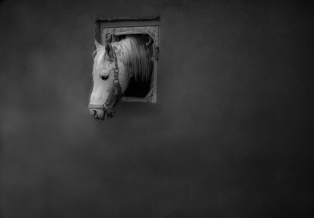 Horses tired of captivity