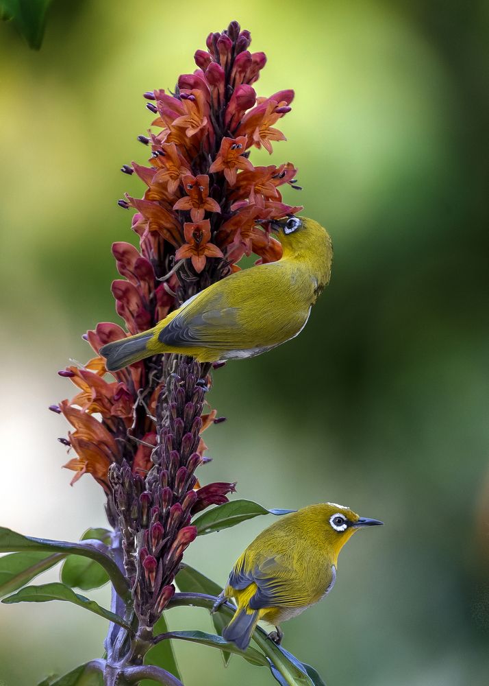 Photograph by Subhadeep Saha