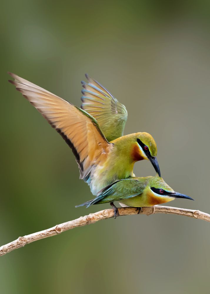 Photograph by Subhadeep Saha