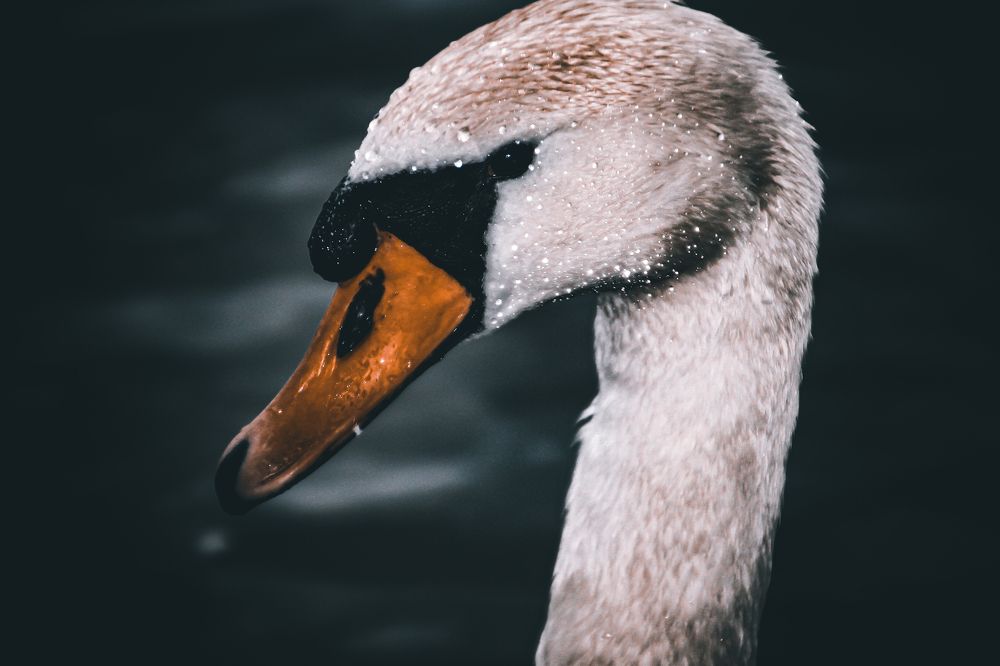 Photograph by Bojana Jevtic