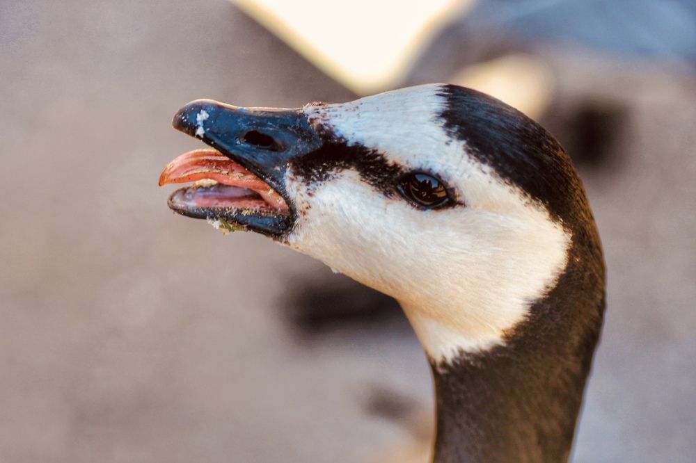 Photograph by Bojana Jevtic