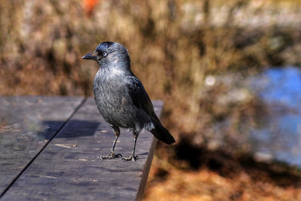 Photograph by Bojana Jevtic
