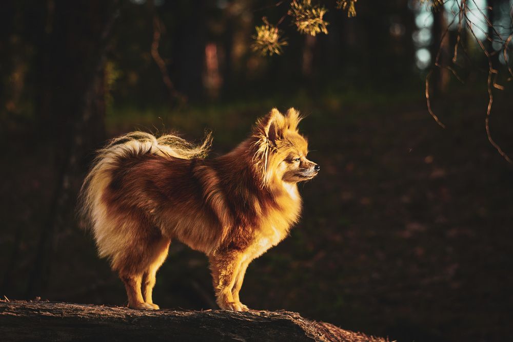 Фотография автора Алиса Чурчудесная