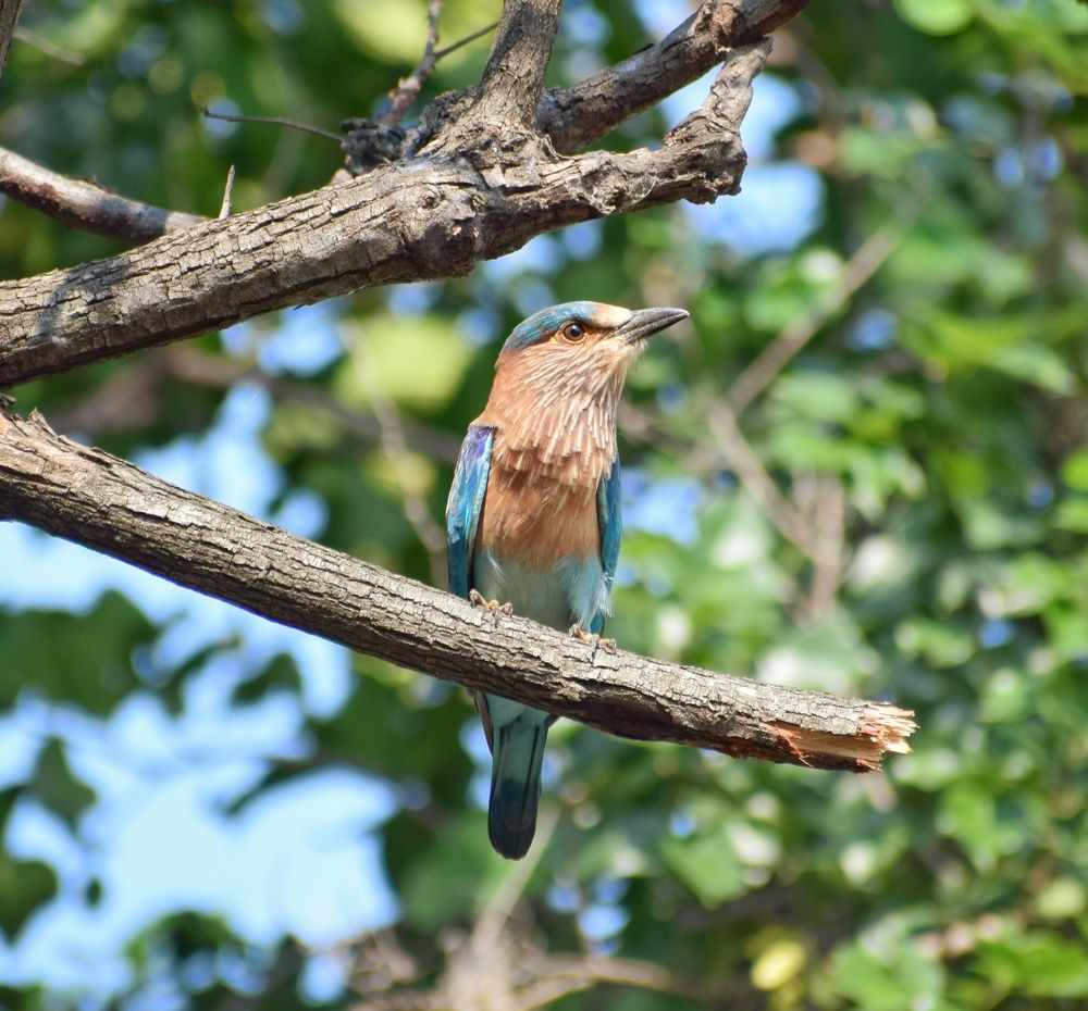 Photograph by Parag vatsa
