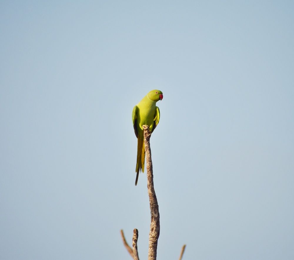 Photograph by Parag vatsa