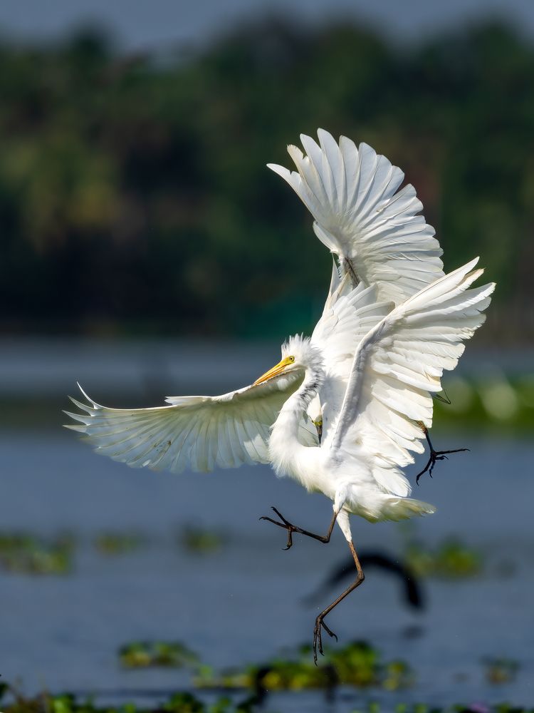 Photograph by Vipin P C