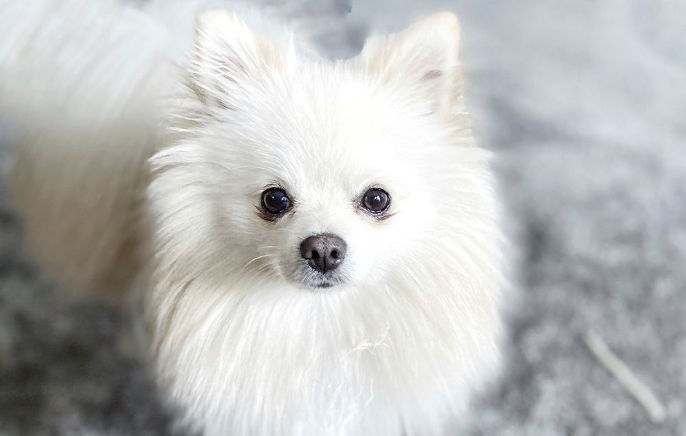 Photograph by Bojana Jevtic