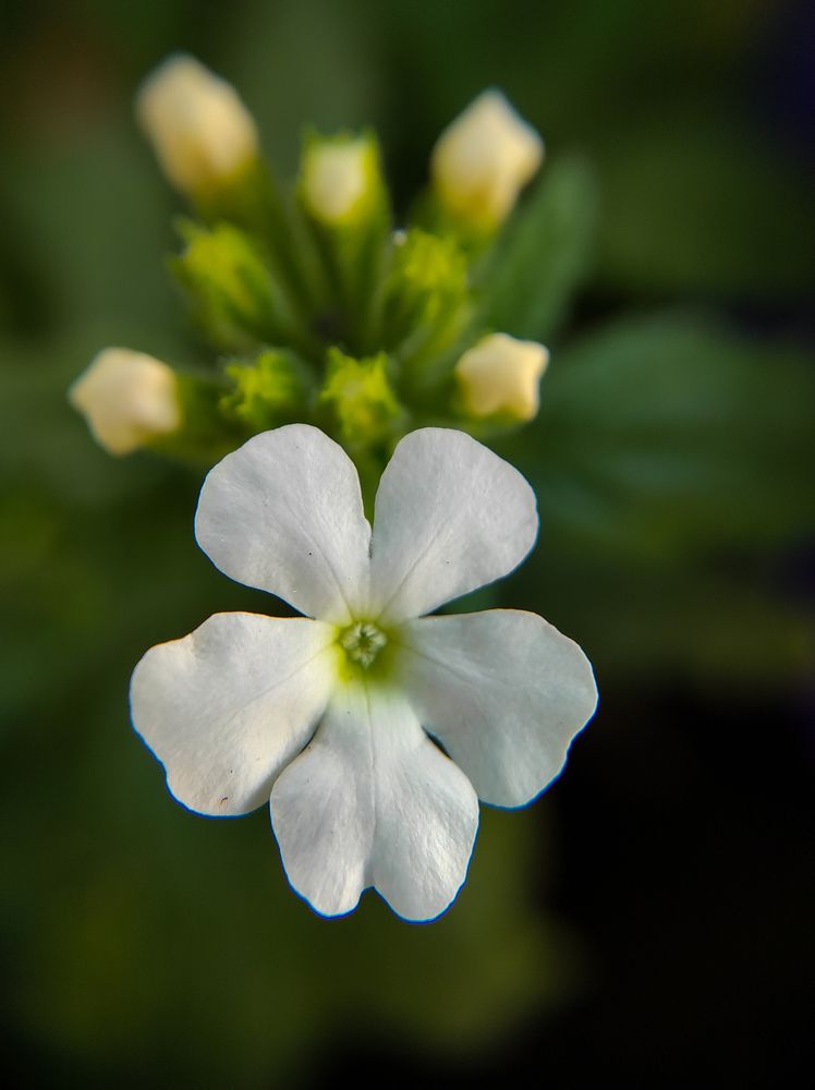 Photograph by Parag vatsa