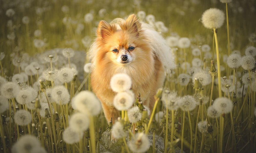 Фотография автора Алиса Чурчудесная