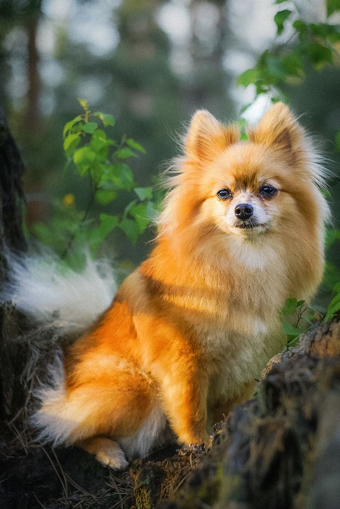 Фотография автора Алиса Чурчудесная