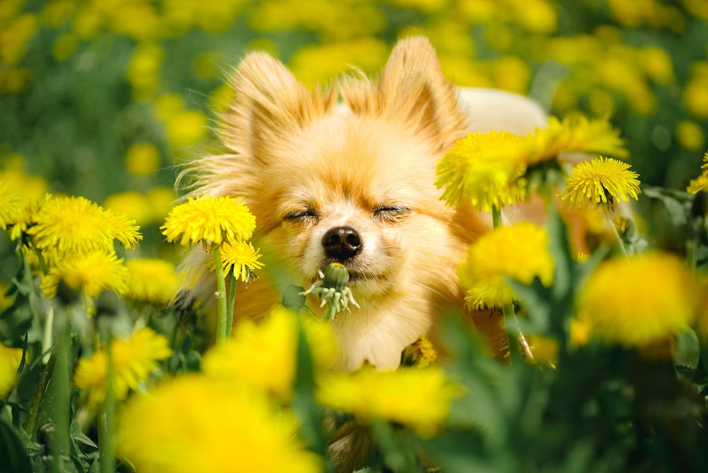 Фотография автора Алиса Чурчудесная