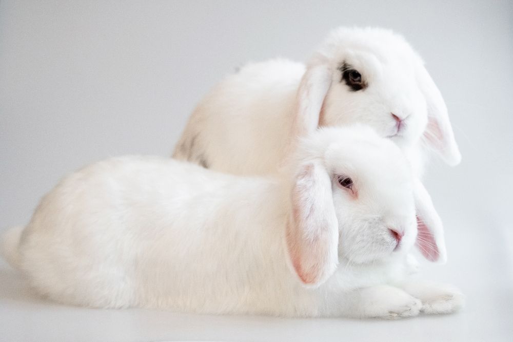 Фотография автора Алена Семеняко