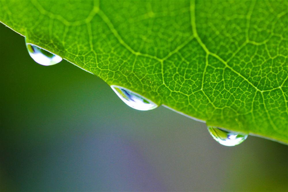 Photograph by Bojana Jevtic