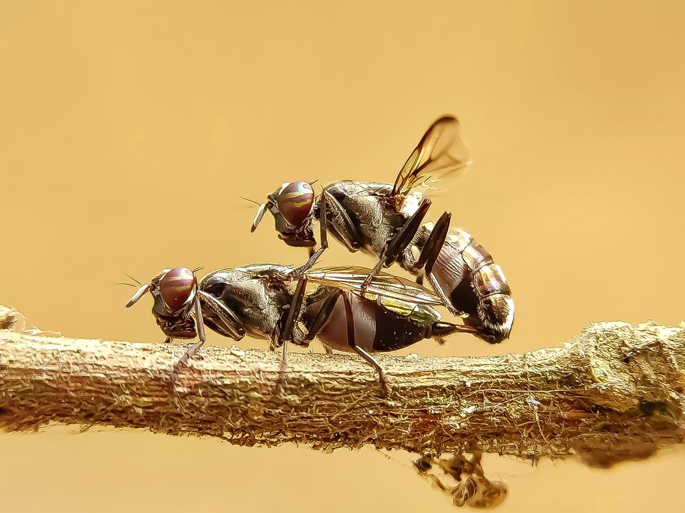 Photograph by Anis kr Jana