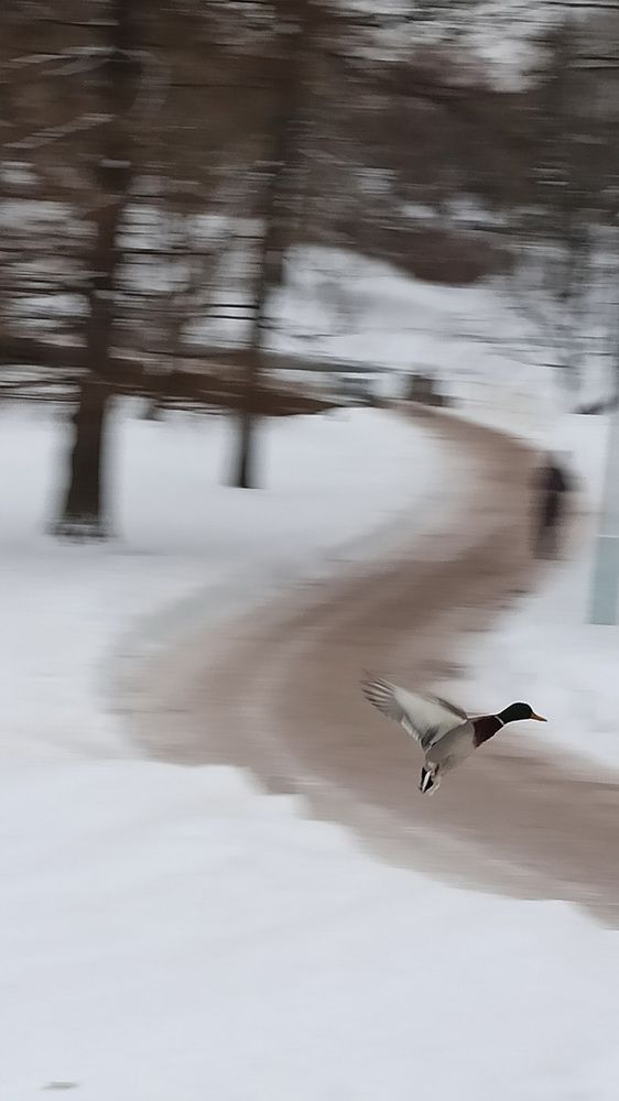 Утка летит к своим