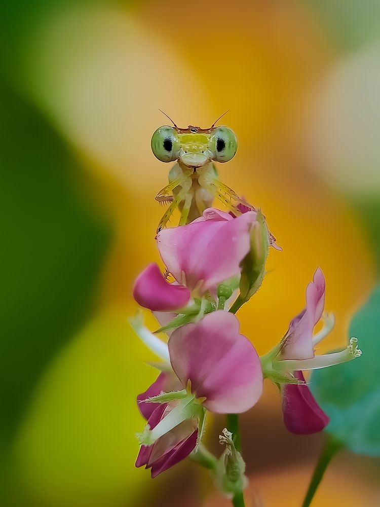 Photograph by Anis kr Jana