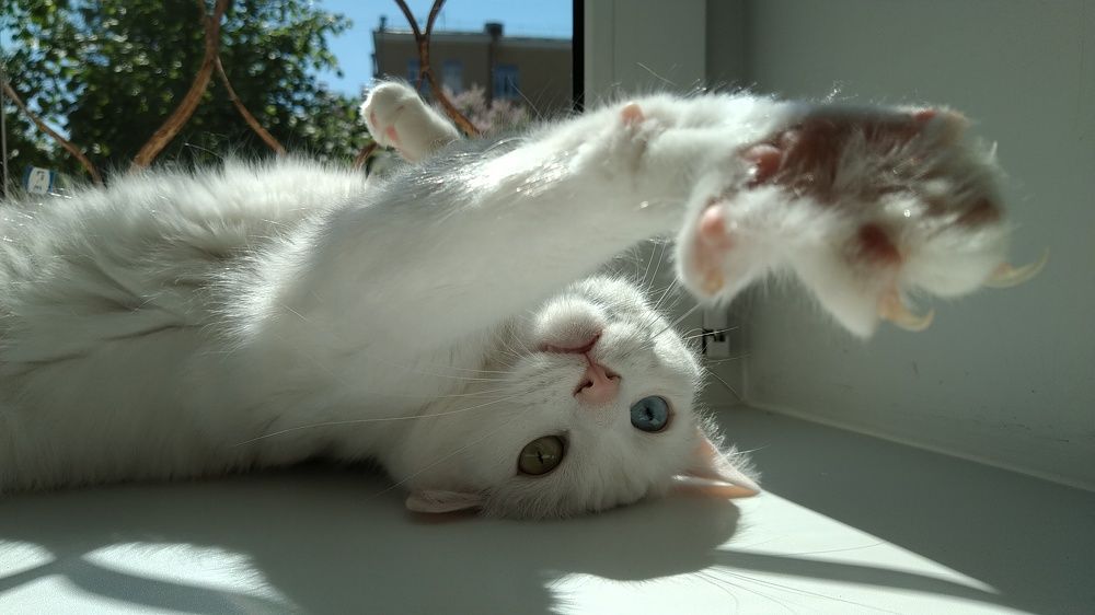 Photo #7680766