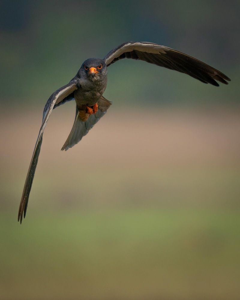 Фотография автора MANJUNATH BAGADE