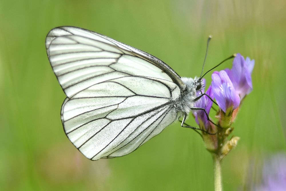 Photograph by Елена