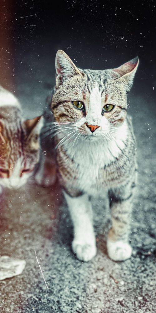 Photograph by Sahand Salmanian