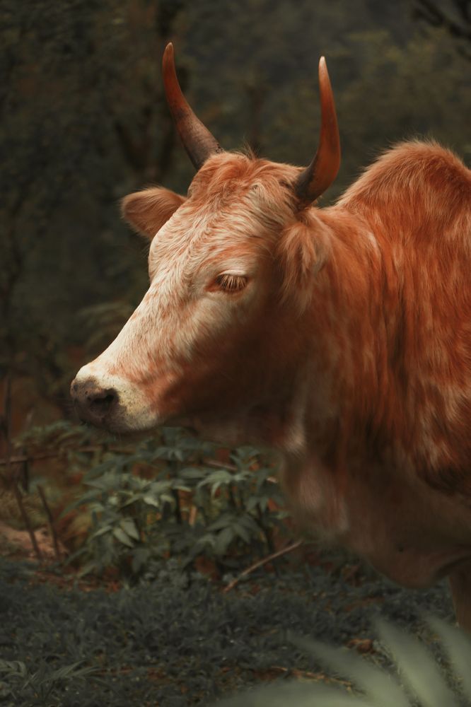 Photograph by Sahand Salmanian