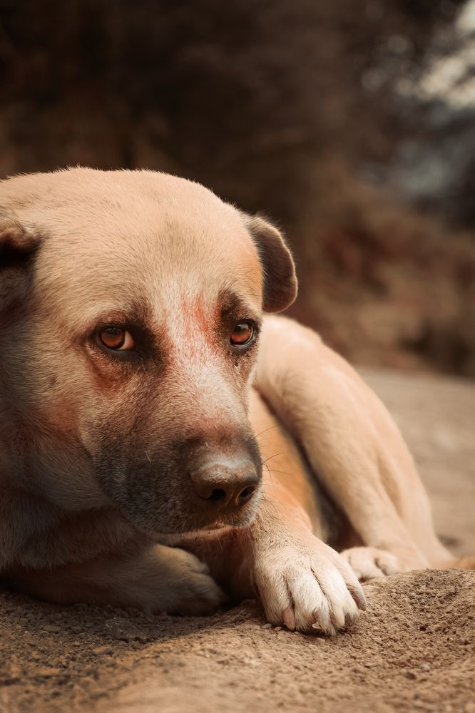 Photograph by Sahand Salmanian