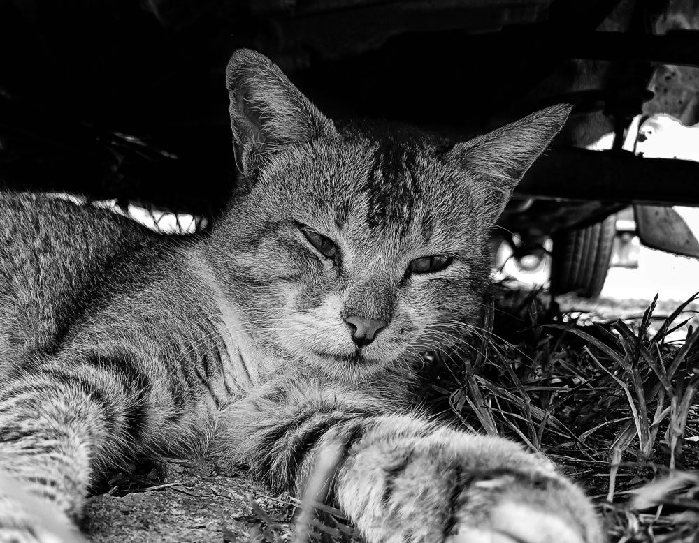 Фотография автора James Timsena