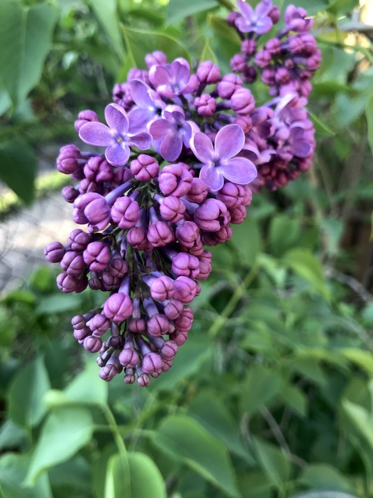 Сирень распускается