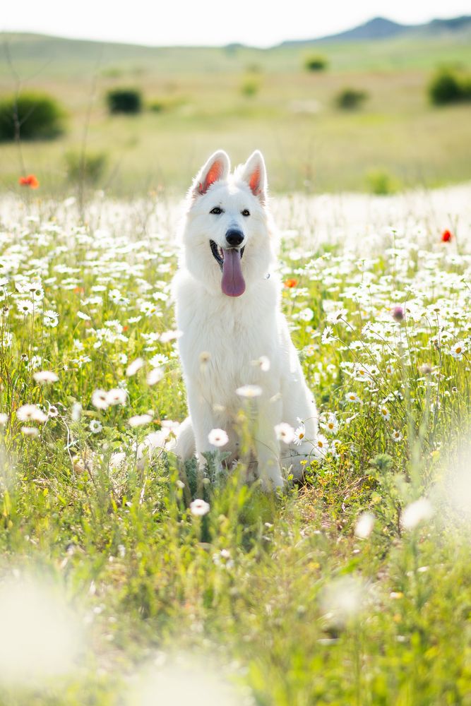 Photograph by Оксана Дмитриева