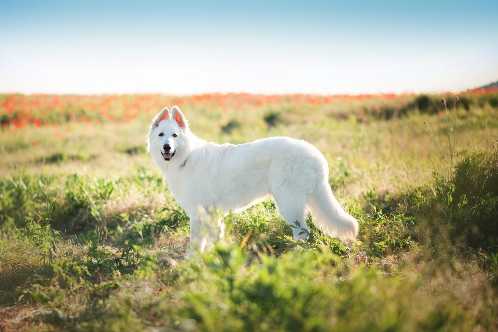 Photograph by Оксана Дмитриева