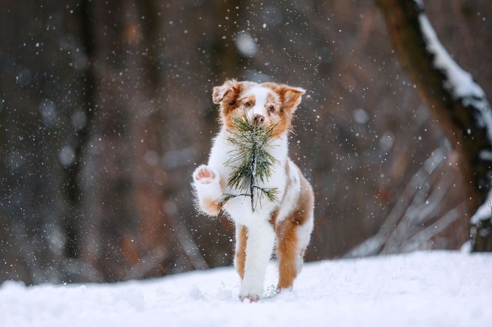 Photograph by Виктория Колоскова