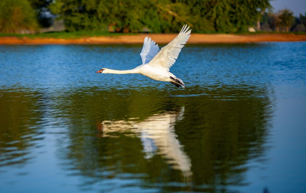 Photograph by Ronnie Altising