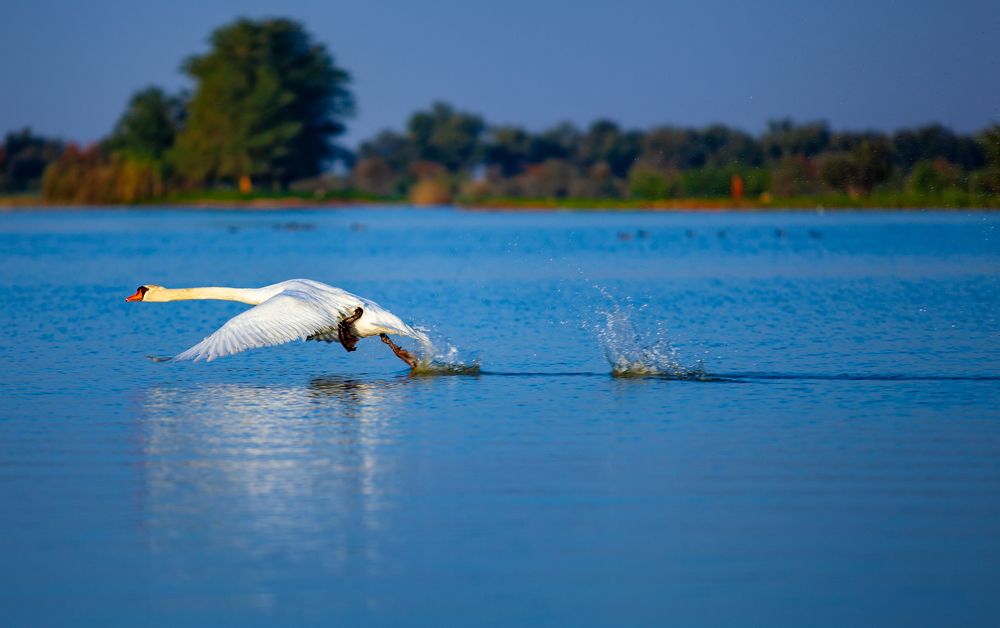 Photograph by Ronnie Altising