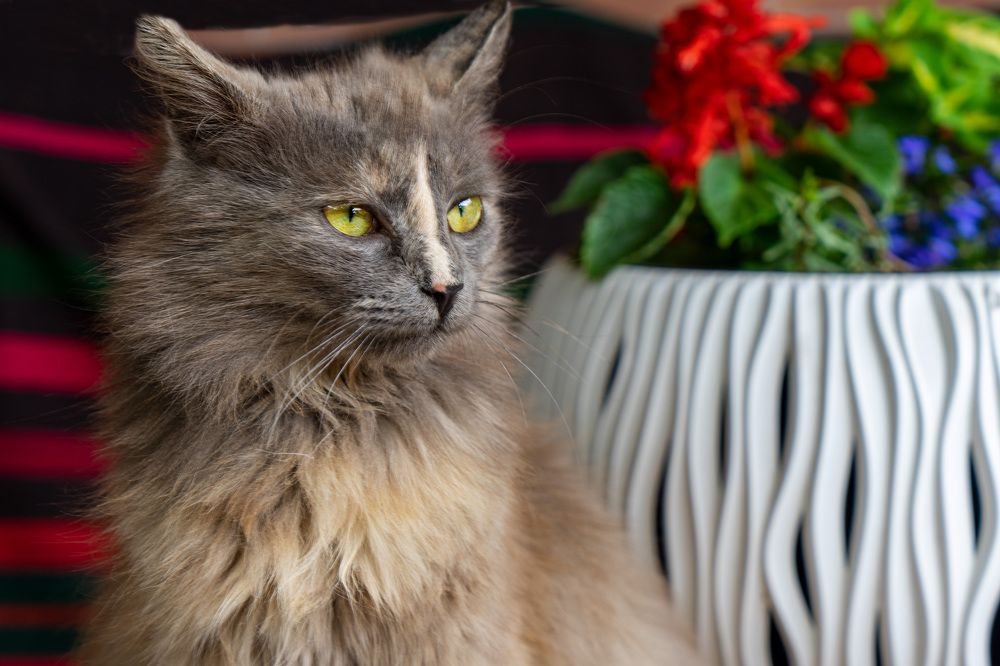 Фотография автора Ирина Зайцева