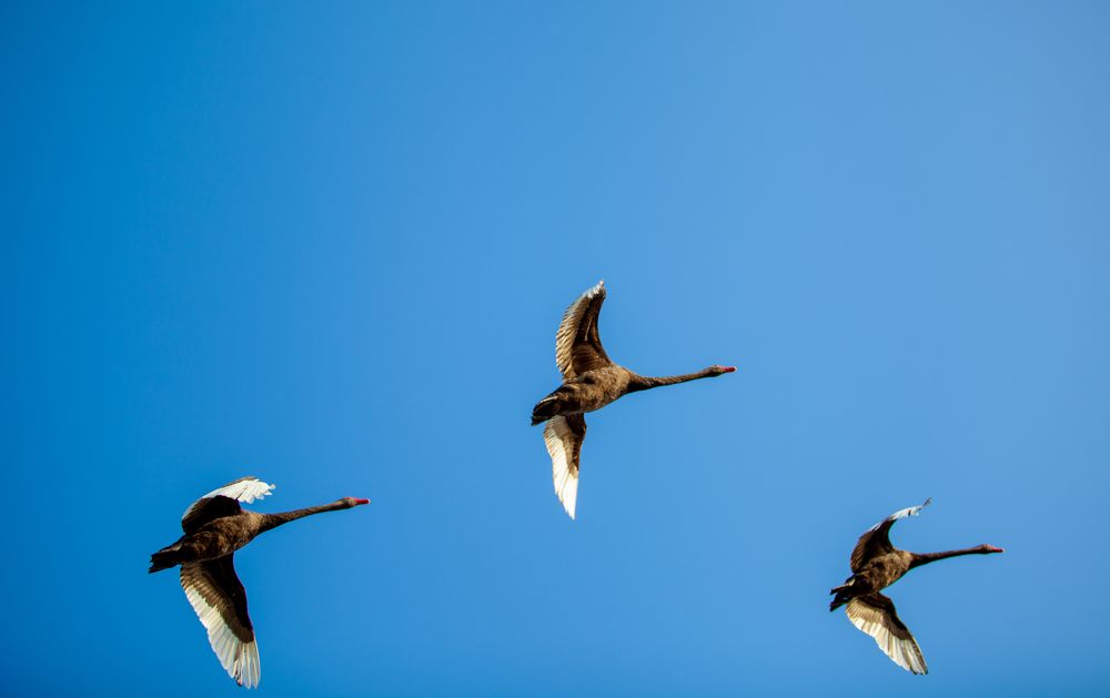 Photograph by Ronnie Altising