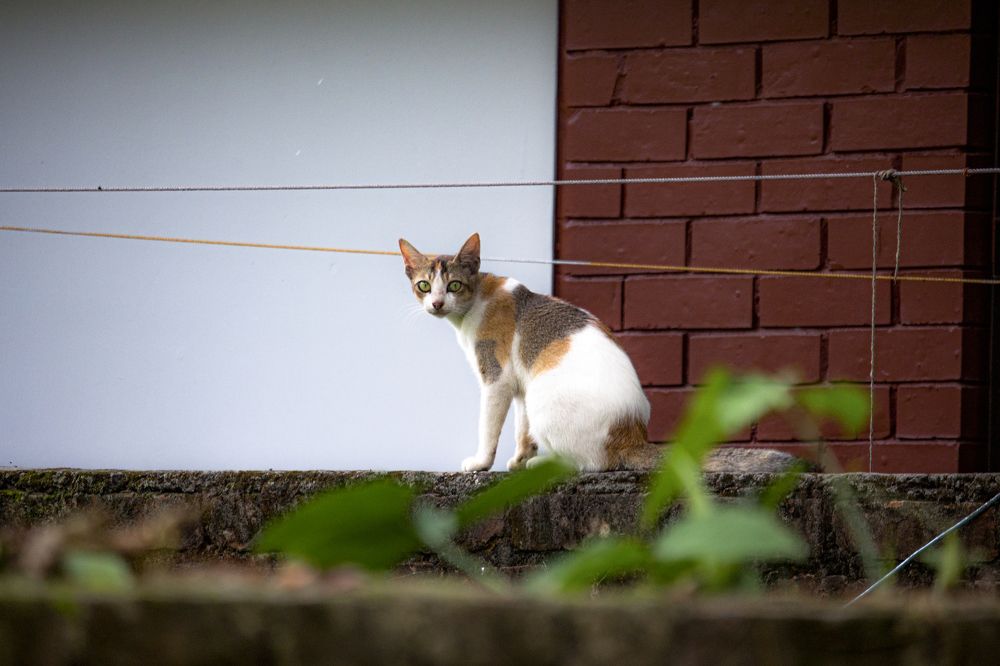 Photograph by Mehedi Hasan Srabon