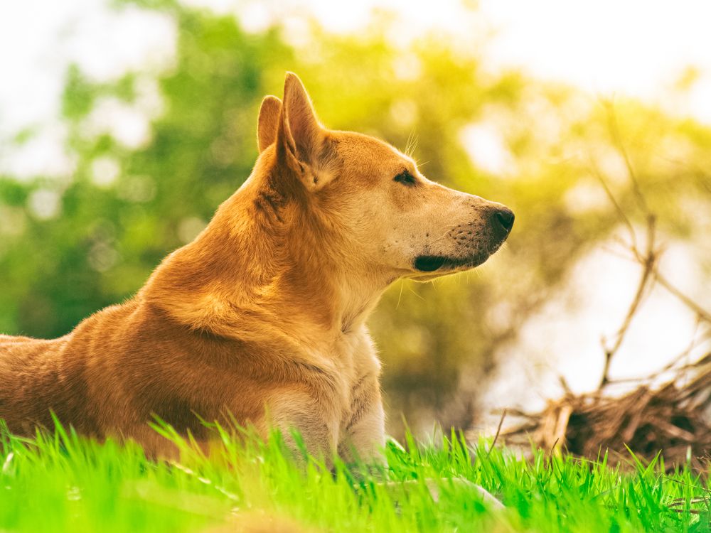 Фотография автора Arpit Dhore