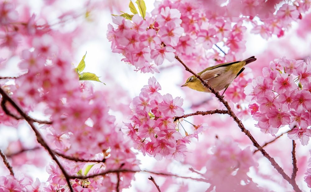 Photograph by quanh lê