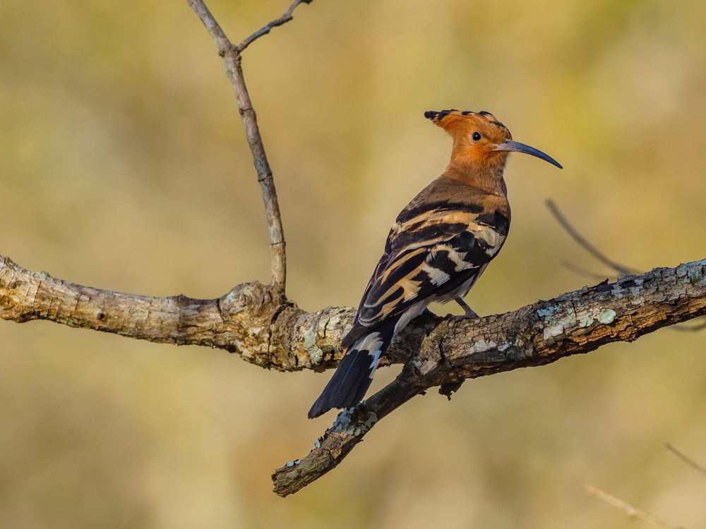 Photograph by Venkat Mangudi