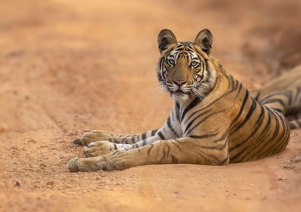 Photograph by Sudhanshu Tiwari