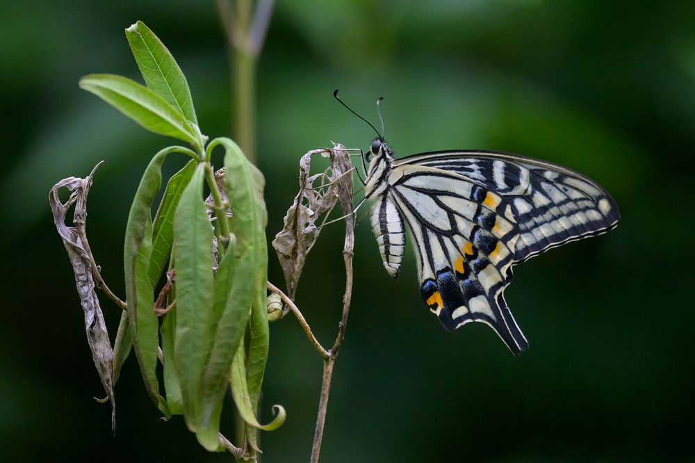 Photograph by Benny Chan