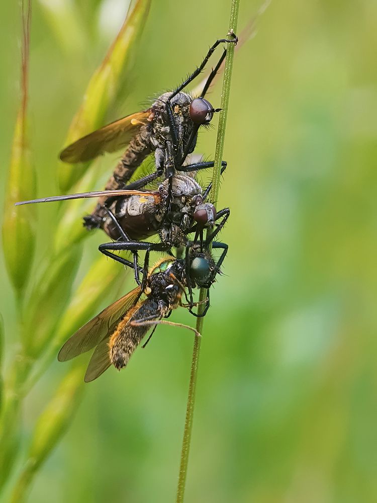 Photograph by FABIO SARTORI